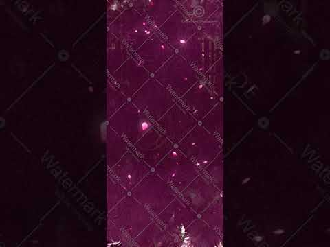 Rose Theme Wedding Invitation Video